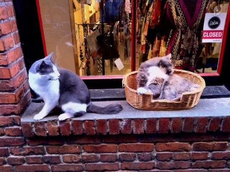 Two-Local-Cats