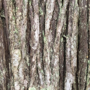 Cedar Bark